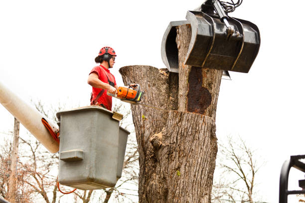 Best Tree Removal  in Newmanstown, PA